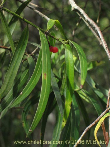 Image of Podocarpus saligna (Mañío de hojas largas / Mañiú). Click to enlarge parts of image.