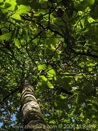 Image of Nothofagus alessandrii (Ruil). Click to enlarge parts of image.