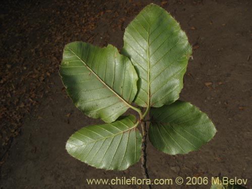 Image of Nothofagus alessandrii (Ruil). Click to enlarge parts of image.