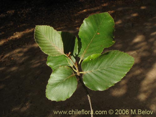 Nothofagus alessandrii의 사진