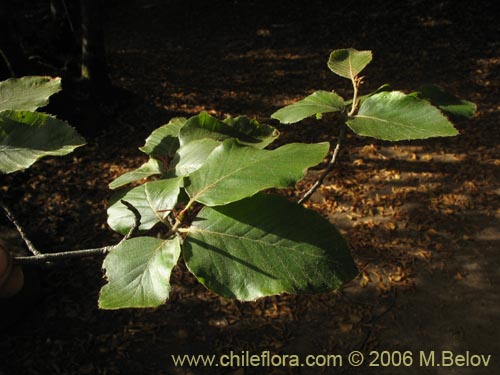 Фотография Nothofagus alessandrii (Ruil). Щелкните, чтобы увеличить вырез.