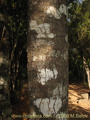 Фотография Nothofagus alessandrii (Ruil). Щелкните, чтобы увеличить вырез.