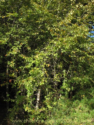 Imágen de Nothofagus alessandrii (Ruil). Haga un clic para aumentar parte de imágen.