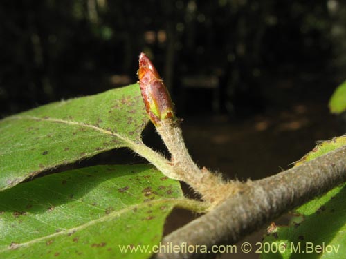 Фотография Nothofagus alessandrii (Ruil). Щелкните, чтобы увеличить вырез.