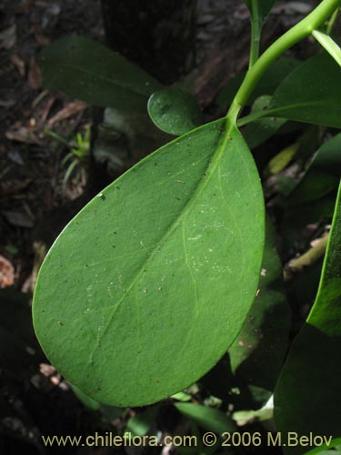 Фотография Pitavia punctata (Pitao / Canelillo). Щелкните, чтобы увеличить вырез.