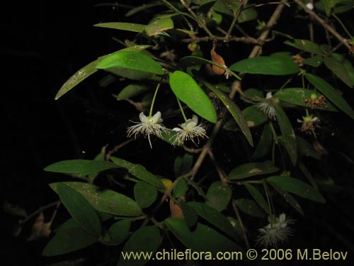 Imágen de Myrceugenia pinifolia (). Haga un clic para aumentar parte de imágen.