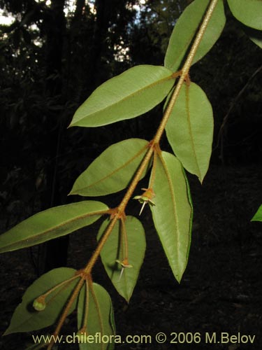 Ugni candollei的照片