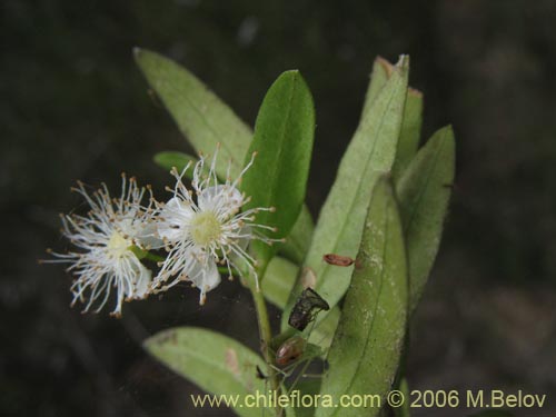 Фотография Myrceugenia pinifolia (). Щелкните, чтобы увеличить вырез.