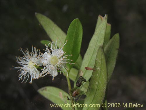 Imágen de Myrceugenia pinifolia (). Haga un clic para aumentar parte de imágen.