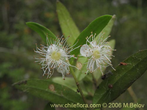 Imágen de Myrceugenia pinifolia (). Haga un clic para aumentar parte de imágen.