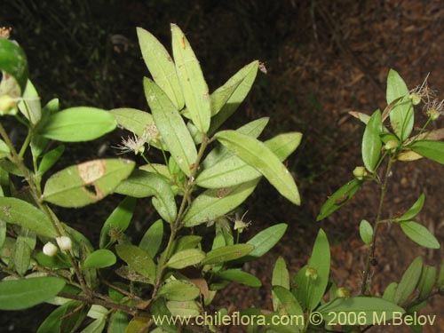 Image of Myrceugenia pinifolia (). Click to enlarge parts of image.