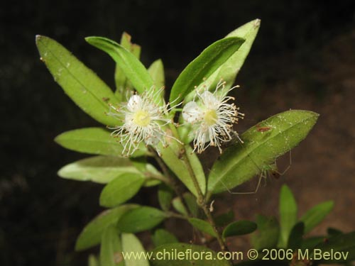 Imágen de Myrceugenia pinifolia (). Haga un clic para aumentar parte de imágen.