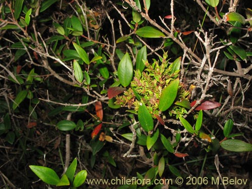 Oxalis carnosa var. carnosa의 사진