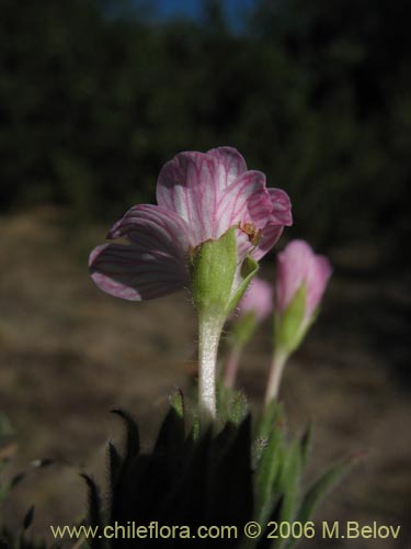 Epilobium sp. #1586的照片