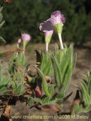 Epilobium sp. #1586의 사진