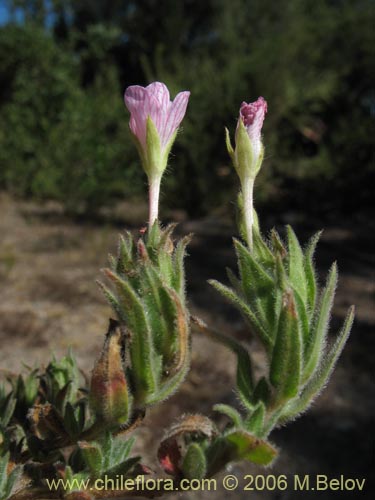 Epilobium sp. #1586의 사진