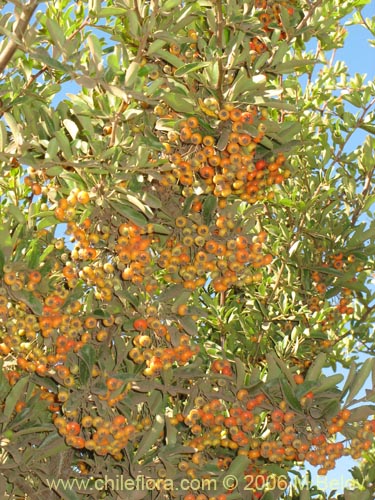 Bild von Pyracantha sp. #2361 (). Klicken Sie, um den Ausschnitt zu vergrössern.