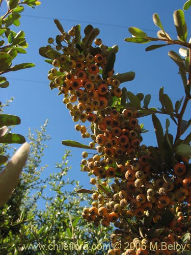 Bild von Pyracantha sp. #2361 (). Klicken Sie, um den Ausschnitt zu vergrössern.