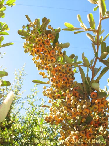 Bild von Pyracantha sp. #2361 (). Klicken Sie, um den Ausschnitt zu vergrössern.