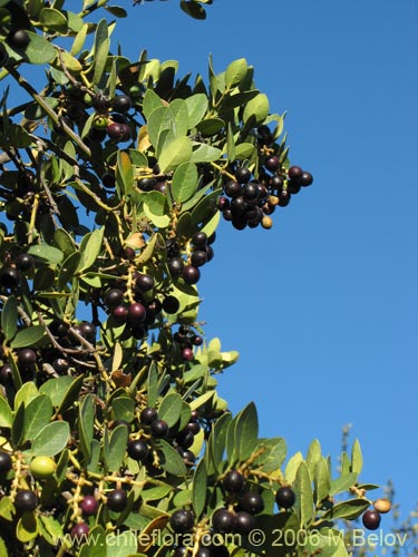 Image of Citronella mucronata (Naranjillo / Patagua / Huillipatagua). Click to enlarge parts of image.