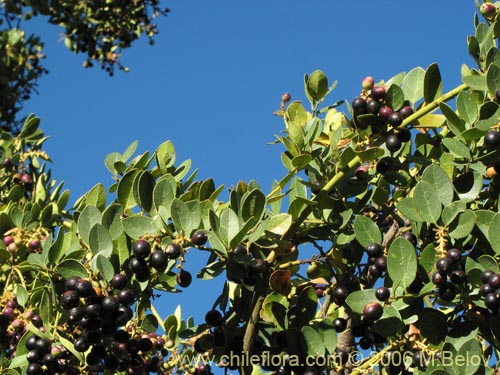 Image of Citronella mucronata (Naranjillo / Patagua / Huillipatagua). Click to enlarge parts of image.