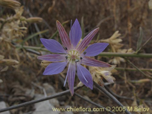 Фотография Malesherbia linearifolia (Estrella azúl de cordillera). Щелкните, чтобы увеличить вырез.