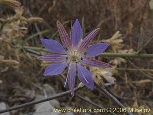 Image of Malesherbia linearifolia (Estrella azl de cordillera). Click to enlarge parts of image.