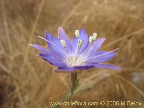 Фотография Malesherbia linearifolia (Estrella azúl de cordillera). Щелкните, чтобы увеличить вырез.