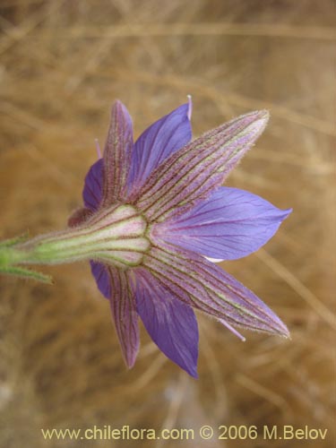 Image of Malesherbia linearifolia (Estrella azl de cordillera). Click to enlarge parts of image.