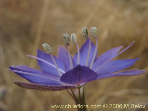 Фотография Malesherbia linearifolia (Estrella azúl de cordillera). Щелкните, чтобы увеличить вырез.