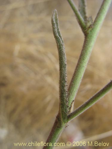 Image of Malesherbia linearifolia (Estrella azl de cordillera). Click to enlarge parts of image.