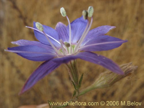 Фотография Malesherbia linearifolia (Estrella azúl de cordillera). Щелкните, чтобы увеличить вырез.