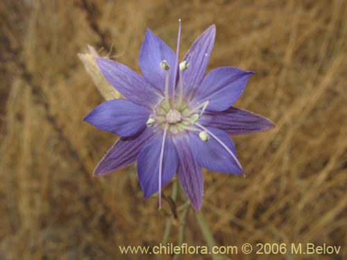 Фотография Malesherbia linearifolia (Estrella azúl de cordillera). Щелкните, чтобы увеличить вырез.