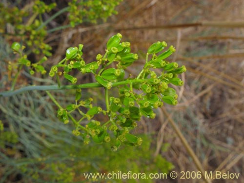 Imágen de Gymnophyton isatidicarpum (Bío-bío). Haga un clic para aumentar parte de imágen.