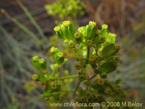 Bild von Gymnophyton isatidicarpum (Bío-bío). Klicken Sie, um den Ausschnitt zu vergrössern.