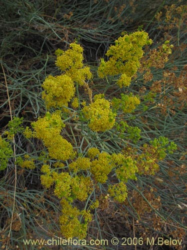 Bild von Gymnophyton isatidicarpum (Bío-bío). Klicken Sie, um den Ausschnitt zu vergrössern.