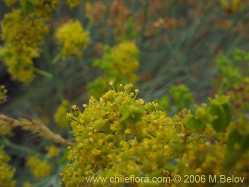 Bild von Gymnophyton isatidicarpum (Bío-bío). Klicken Sie, um den Ausschnitt zu vergrössern.