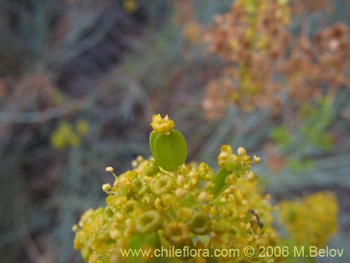 Bild von Gymnophyton isatidicarpum (Bío-bío). Klicken Sie, um den Ausschnitt zu vergrössern.