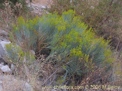 Bild von Gymnophyton isatidicarpum (Bío-bío). Klicken Sie, um den Ausschnitt zu vergrössern.