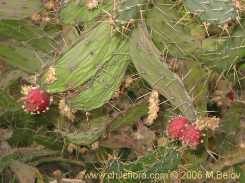 Фотография Cactaceae sp. #1788 (cactus, artificila). Щелкните, чтобы увеличить вырез.