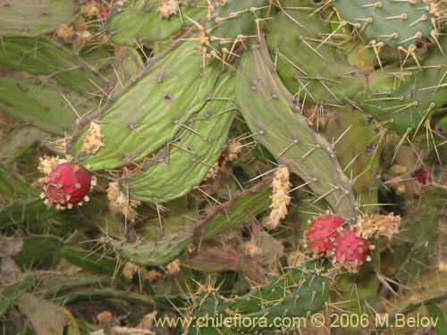 Cactaceae sp. #1788の写真