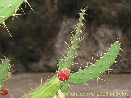 Cactaceae sp. #1788의 사진