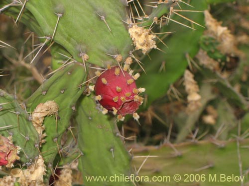 Cactaceae sp. #1788の写真