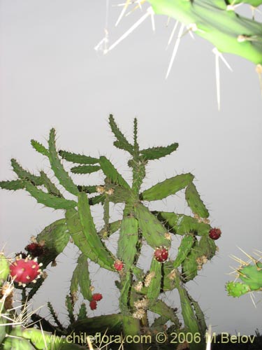 Cactaceae sp. #1788의 사진