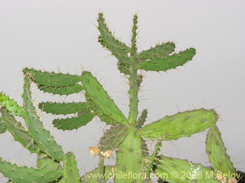 Cactaceae sp. #1788의 사진