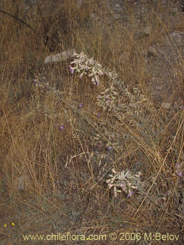 Фотография Malesherbia linearifolia (Estrella azúl de cordillera). Щелкните, чтобы увеличить вырез.