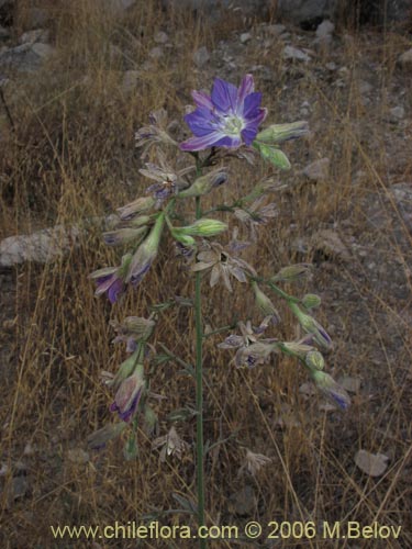 Bild von Malesherbia linearifolia (Estrella azúl de cordillera). Klicken Sie, um den Ausschnitt zu vergrössern.