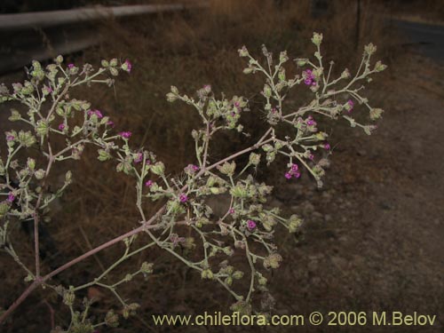 Imágen de Malvaceae sp. #1841 (). Haga un clic para aumentar parte de imágen.