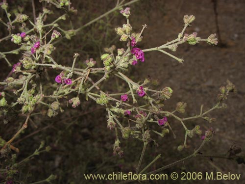 Imágen de Malvaceae sp. #1841 (). Haga un clic para aumentar parte de imágen.