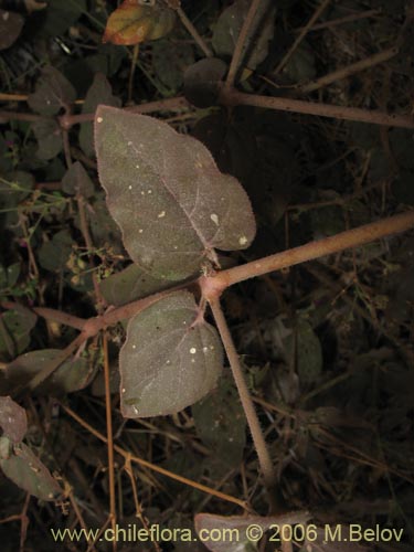 Imágen de Malvaceae sp. #1841 (). Haga un clic para aumentar parte de imágen.